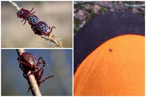 Šiltos dienos pažadino tai, ko laukėme mažiausiai – Lietuvoje jau fiksuojamos pabudusios erkės