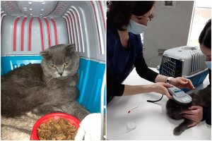 Iš karo siaubiamos Ukrainos išgelbėtas katinėlis Kroška po penkių parų kelionės išsigandęs pasiekė Lietuvą