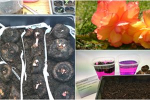 Jei norite puikaus rezultato savo gėlyne, begonijomis pasirūpinkite šiandien: tik keli žingsniai