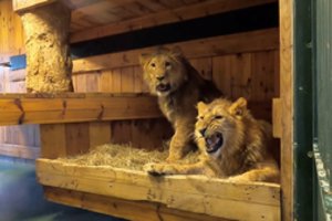 Į Ispaniją ir Belgiją atvyko šeši iš Ukrainos evakuoti liūtai