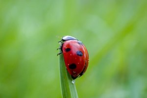 Specialistas atskleidė įdomius faktus apie boružes: į rankas jų geriau neimti