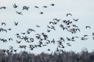 Ištyrė, kaip klimato kaita keičia paukščius Europoje: kai kurie rezultatai kelia nerimą