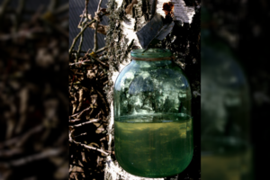 Artėja beržų sulos sezonas