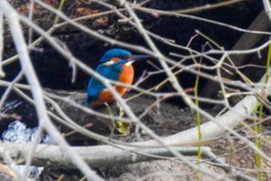 Pavasariški orai – vis arčiau: sinoptikai praneša, kas laukia artimiausiomis dienomis