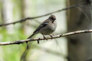 Saugant perinčius paukščius iki rugpjūčio nebegalima pjauti medžių 