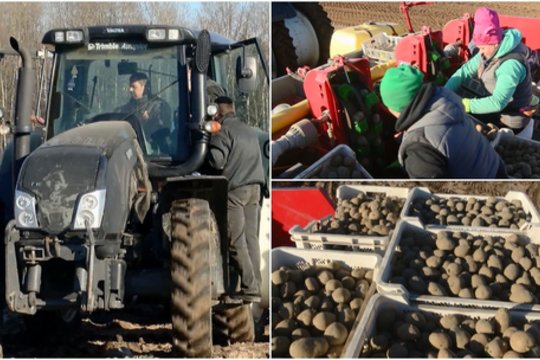 Ankstyvasis bulviasodis – galvos skausmas ūkininkams: dėl karo susilaiko nuo prognozių apie kainas