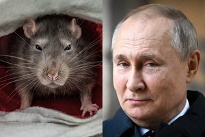 Klaiki V. Putino vaikystė: įvaryta į kampą žiurkė davė gyvenimo pamoką