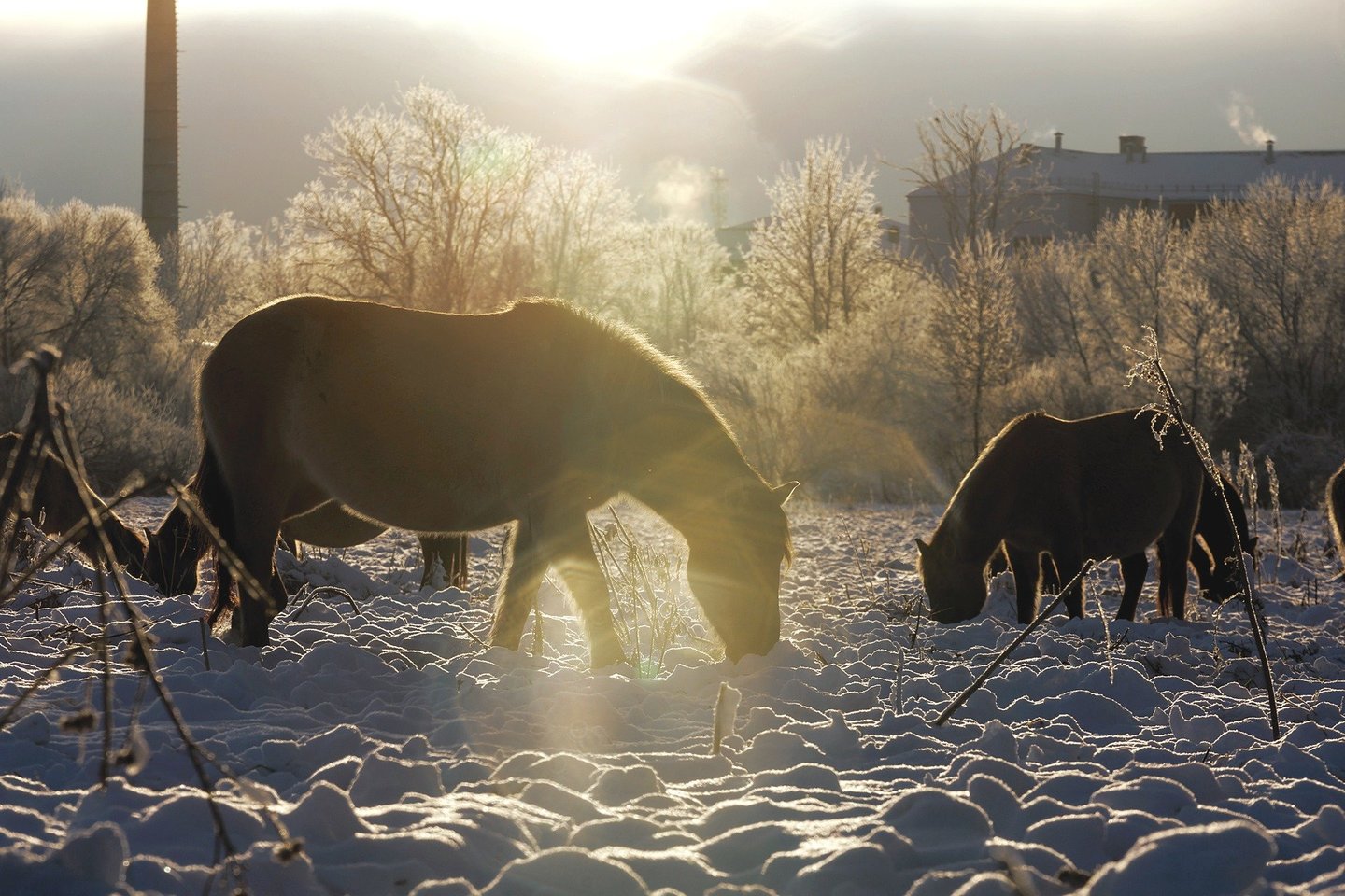 Laukiniai arkliai kiaurus metus ganosi Pilies saloje prie Jelgavos. O pajamų savininkas gauna iš apsilankančių turistų.<br>T.Bauro nuotr.