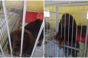 Iš karo siaubiamos Ukrainos pasprukę du ypač reti ir išskirtiniai galiūnai glaudžiasi Panevėžyje