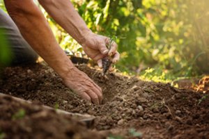 Pirmieji pavasario darbai: ko turėtų nepamiršti kiekvienas sodininkas?