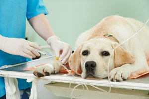 Perspėja augintinių šeimininkus – erkės jau tyko savo pirmųjų aukų: veterinarė pataria, kaip juos apsaugoti