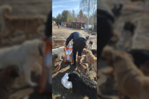 Gelbėjant iš karo siaubo Ukrainoje gyvūnus susidūrė su netikėta problema: kreipėsi į institucijas, kodėl ji iki šiol nėra išspręsta