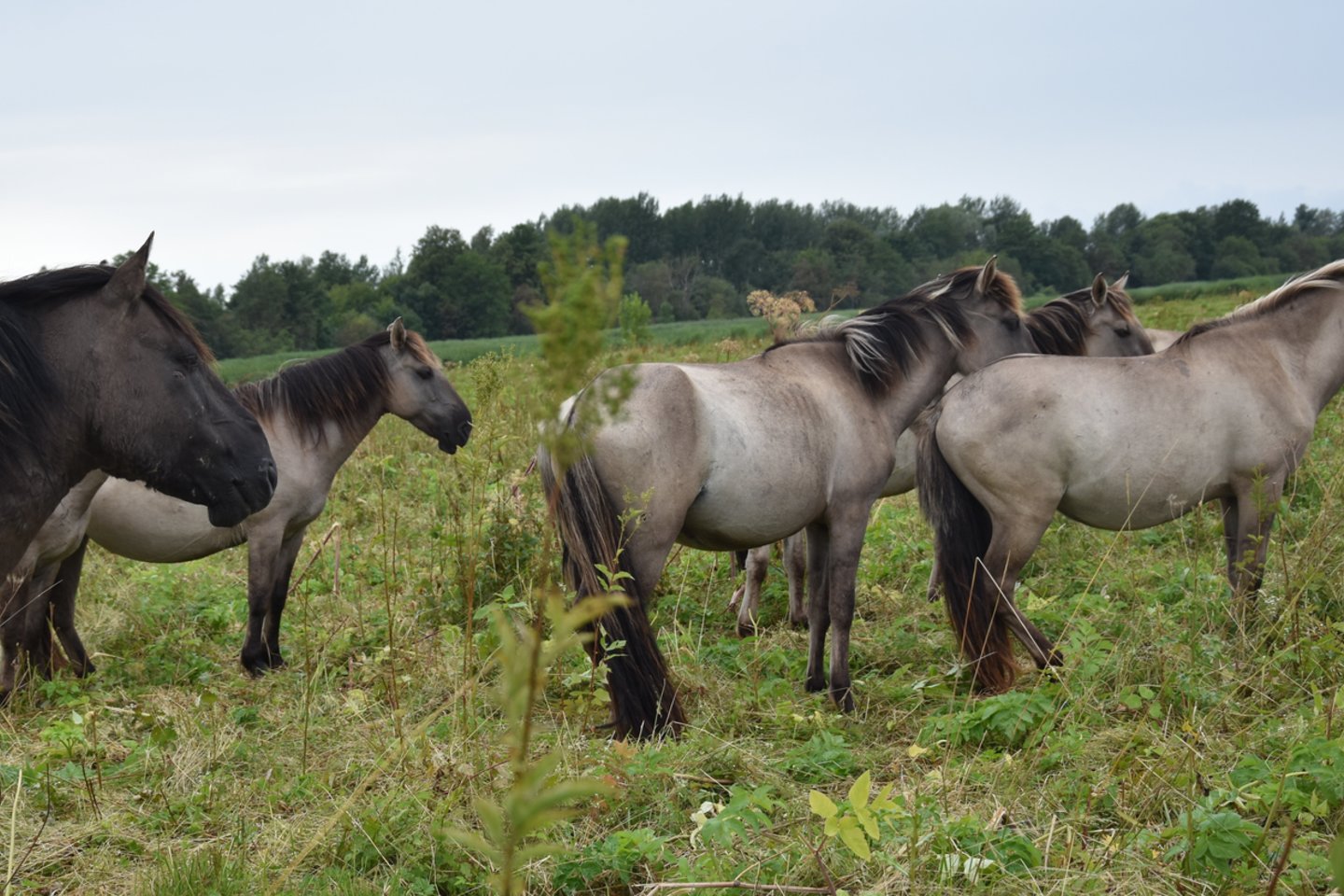 Laukiniai arkliai kiaurus metus ganosi Pilies saloje prie Jelgavos. O pajamų savininkas gauna iš apsilankančių turistų.<br> A.Srėbalienės nuotr.
