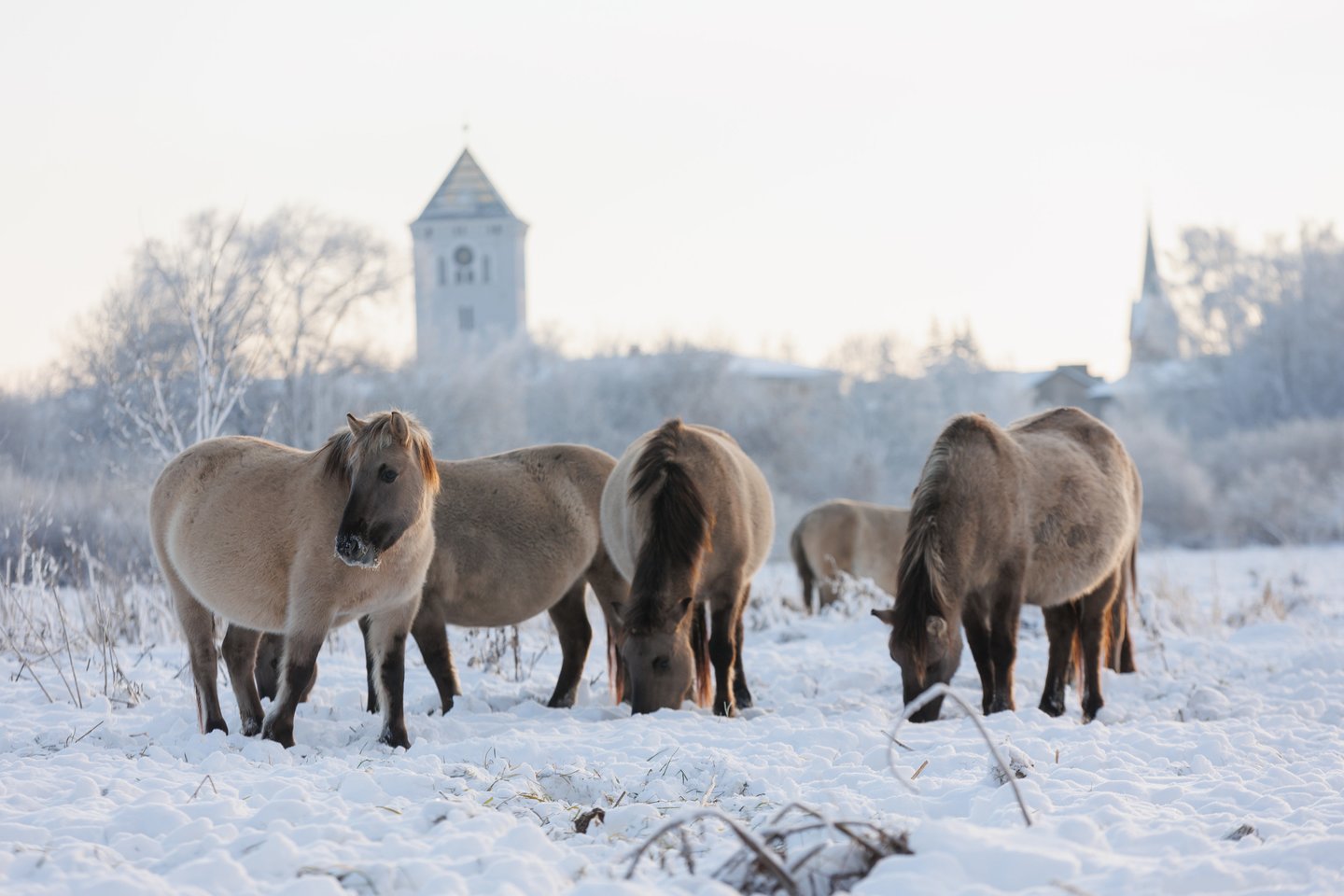 Laukiniai arkliai kiaurus metus ganosi Pilies saloje prie Jelgavos. O pajamų savininkas gauna iš apsilankančių turistų.<br> T.Bauro nuotr.