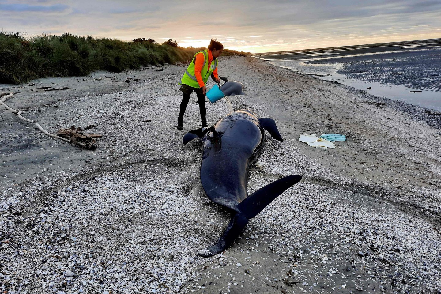 Beveik trys dešimtys paprastųjų grindų nugaišo užplaukusios ant kranto Naujosios Zelandijos paplūdimyje.<br>AFP/Scanpix nuotr. 