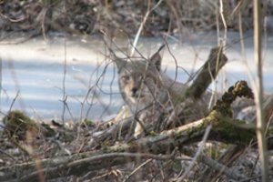 Aukštaitijos nacionaliniame parke aptikti meškos pėdsakai, o Linkmenyse – keliautojus stebinti lūšis
