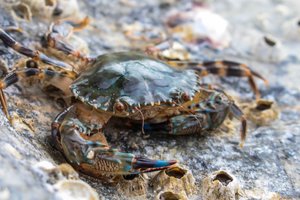 Egzotinės rūšys Lietuvos vandenyse: paaiškino, kaip pas mus atkeliavo krabai