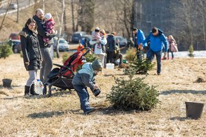 Vilniečiai antrąkart sodino Kalėdų mišką