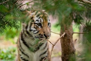 Į Nyderlandus atvyko iš Ukrainos evakuoti keli liūtai ir tigrai