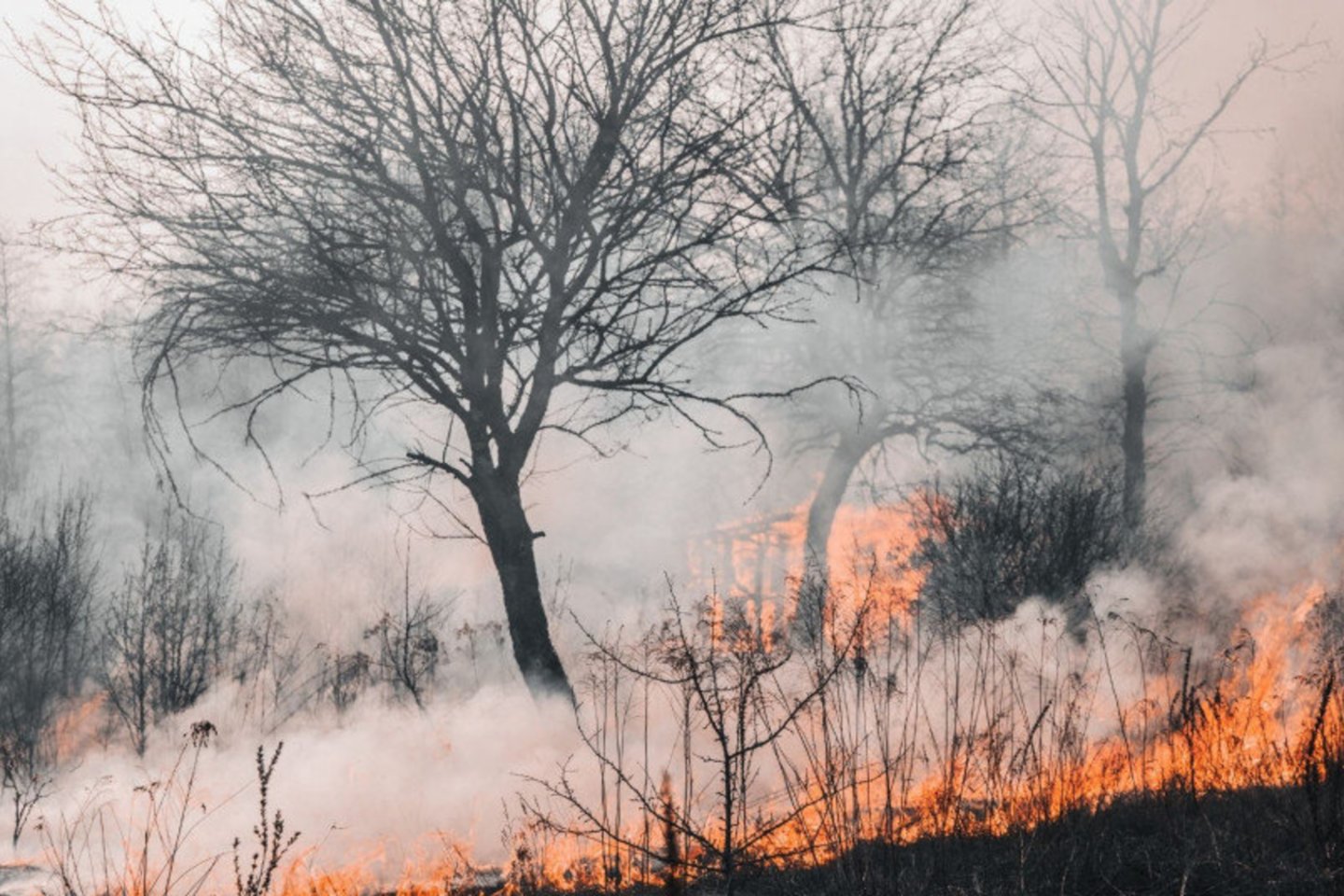 Praėjusią parą ugniagesiai 69 kartus vyko gesinti gaisrų atvirose teritorijose, išdegė 42,8 ha.<br>PAGD nuotr.