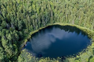 Pasaulinė miškų diena: ar medžiai gali išgelbėti planetą?
