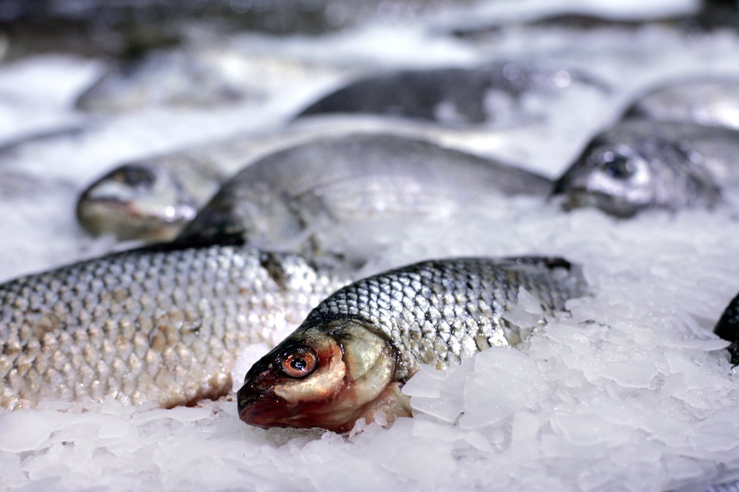 Utenos turgavietėse VMVT nedelsiant uždraudė prekiautojų veiklą: pardavinėjo ledu apipiltą gyvą žuvį.<br>V.Balkūno nuotr.