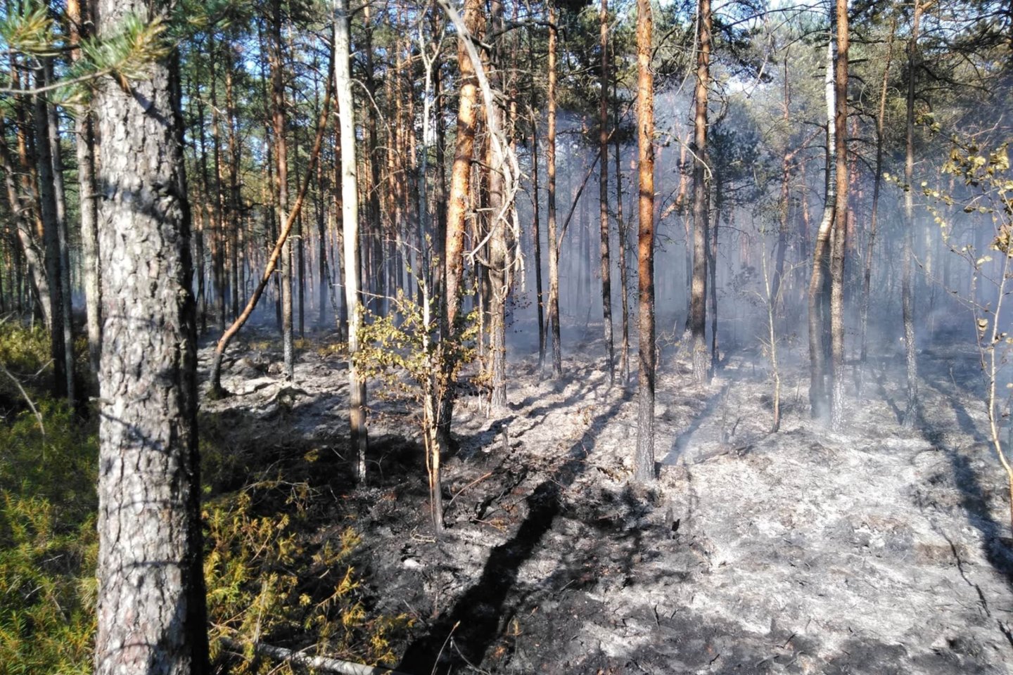 Prasidedant gaisrų sezonui, kai šalyje vyrauja sausi ir saulėti orai, o laukuose vis atsiranda pernykštę žolę deginančių žmonių, nuo kovo 23 d. iki balandžio 10 d. miškininkai rengs akciją „Gamta be gaisrų“ ir visoje Lietuvoje vykdys gaisrų prevencijos reidus.<br>VMU nuotr. 