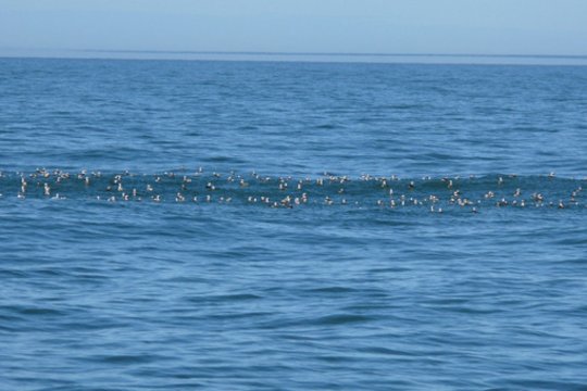 Suskaičiavo Baltijos jūroje žiemojančius paukščius: kai kurių rūšių padaugėjo