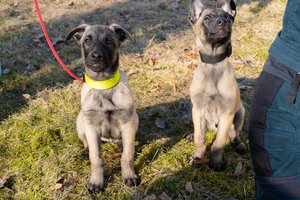 Lietuvos policijos gretas papildė broliukas ir sesutė: mažyliai jau pluša treniruotėse ir ruošiasi tarnybai