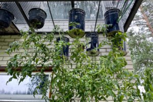 Konkrečiai: ką ir kaip geriausiai sėti balkone, kad derlius eilinį sykį nenuviltų