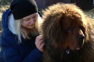 Į Lietuvą su dviem ypač retais šunimis pabėgę ukrainiečiai stebisi, kad už šią paslaugą nereikia mokėti