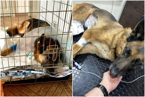 Klaipėdoje šuniui prireikė skubios pagalbos – dabar įspėja kitus: veterinaras atskleidė simptomus, kai nuo mirties skiria visai nedaug