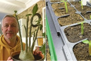 Kauniečio namuose šie egzotinai augalai klesti – svajoja išvysti ir žiedus: žino receptą