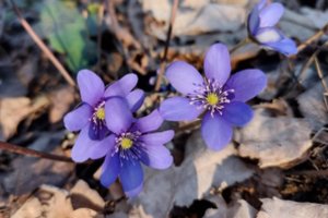 Babėnų šile pražydo begalė žibučių – šiomis dienomis prognozuojamas žydėjimo pikas