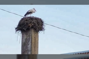 Lietuvoje žiemoti likęs gandras sėkmingai sulaukė pavasario