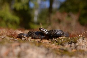 Pavasaris budina ir gyvates: užfiksavo saulėje besišildančias angis
