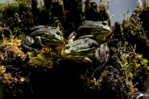 Kaune – talka, stengsiantis pagelbėti migruojančioms varlėms