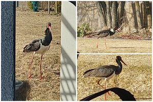 Sodyboje apsilankė svečias iš Raudonosios knygos: tokių Lietuvoje – mažiau nei tūkstantis