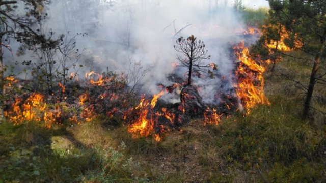 Lietuvos miškininkai pradėjo rengti prevencinius reidus: sieks apsaugoti miškus ir girias nuo gaisrų