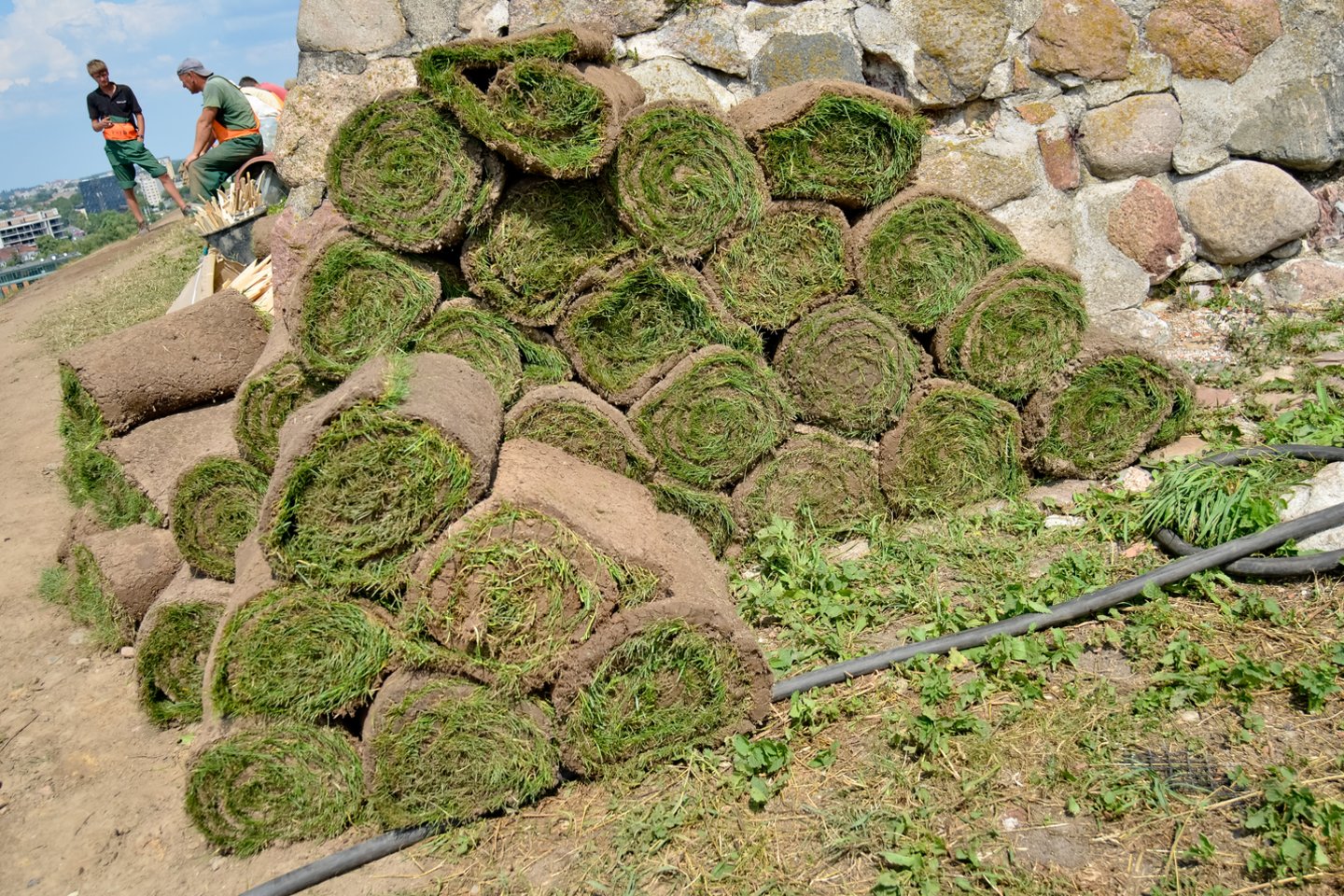 2013-aisiais J.Ruškio ūkyje specialiai užauginta veja buvo uždengtas visas Gedimino kalnas.<br> D.Umbraso nuotr.