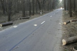 Vilniuje šalinami vėjo padariniai, gyventojų prašoma pranešti apie nuvirtusius medžius