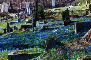 Kapinės Vilniuje – puošnesnės už parką: praeivių akys raibsta nuo tūkstančių mėlynų žiedų