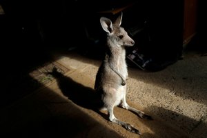 Kipras tiria nugaišusių zoologijos sodo gyvūnų išmetimo į sąvartyną aplinkybes