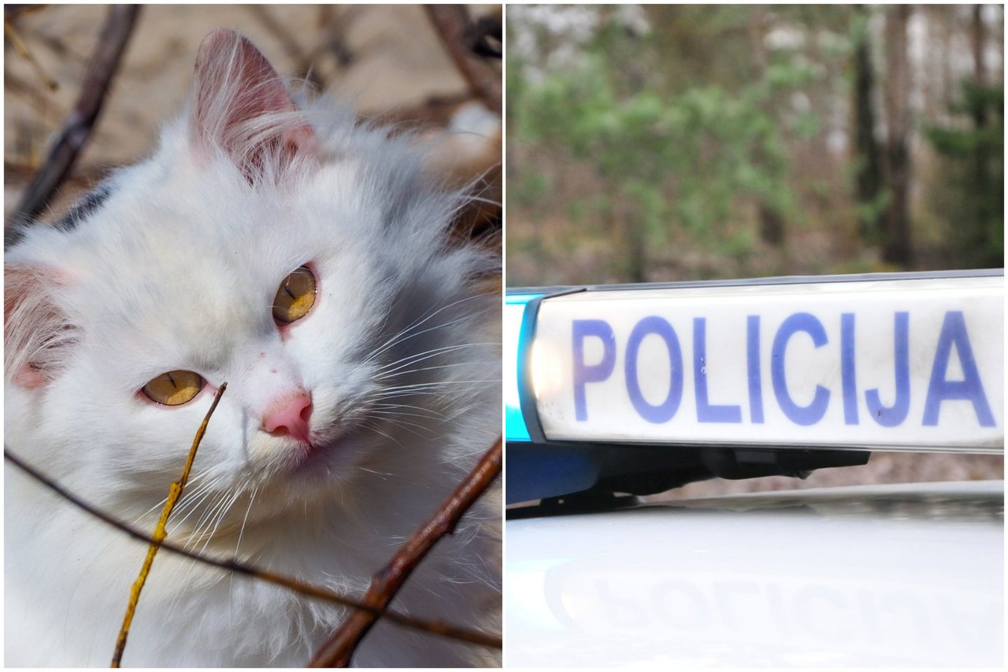  Žiaurus poelgis su katinu Žemaičių Naumiestyje: policija ieško įtariamojo.<br> Lrytas.lt koliažas