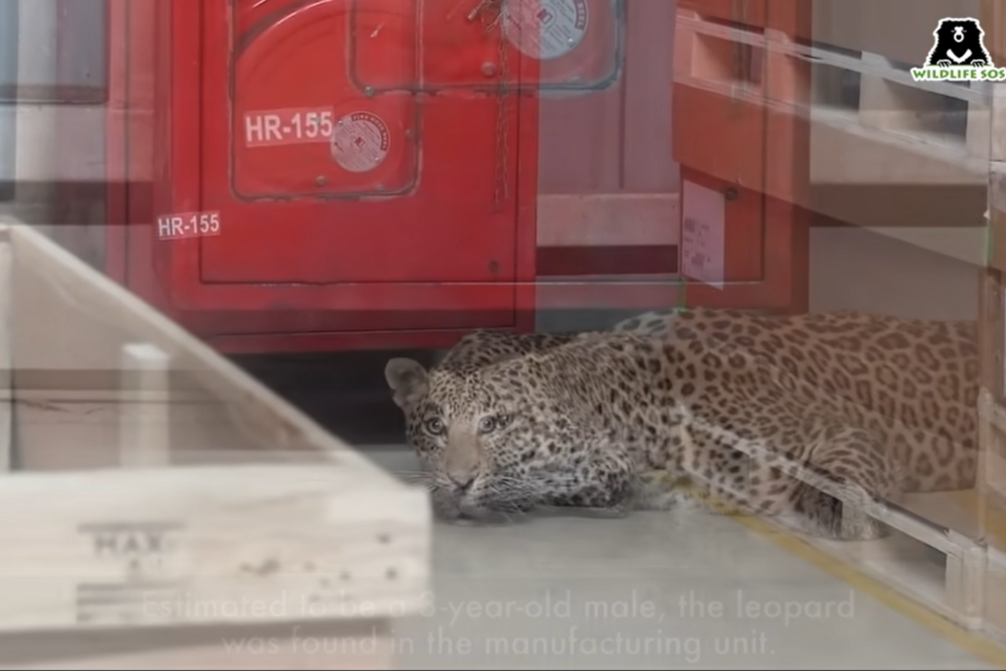 Indijos Maharaštros valstijos Čakano rajone į „Mercedes-Benz“ gamyklą įlindo jaunas leopardas, kuris išgąsdino darbuotojus ir kelioms valandoms sustabdė automobilių gamybą.<br>Stop kadras