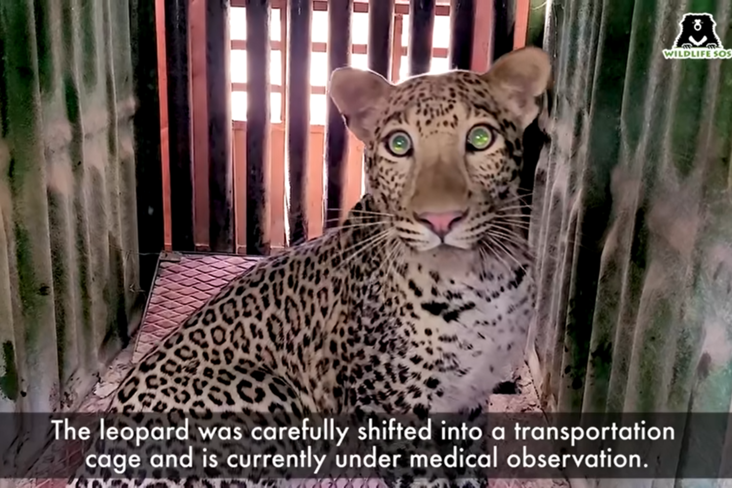 Indijos Maharaštros valstijos Čakano rajone į „Mercedes-Benz“ gamyklą įlindo jaunas leopardas, kuris išgąsdino darbuotojus ir kelioms valandoms sustabdė automobilių gamybą.<br>Stop kadras