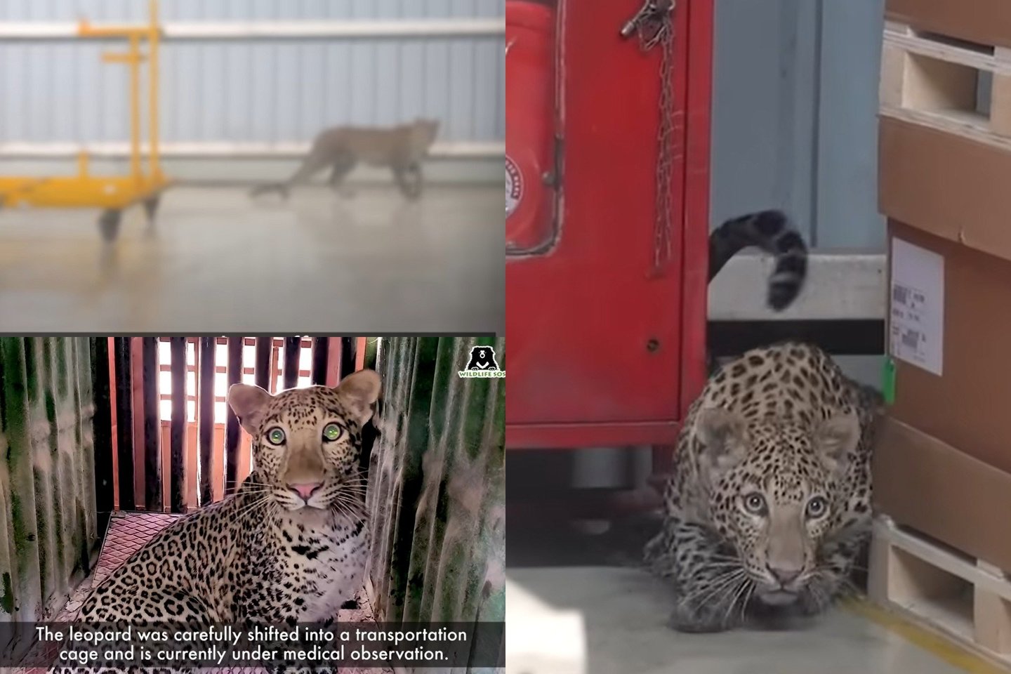 Indijos Maharaštros valstijos Čakano rajone į „Mercedes-Benz“ gamyklą įlindo jaunas leopardas, kuris išgąsdino darbuotojus ir kelioms valandoms sustabdė automobilių gamybą.<br>lrytas.lt fotomontažas