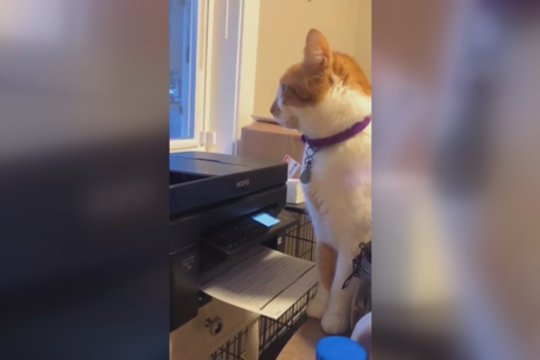 Šeimininkės užfiksuotas vaizdelis įrodys, kad kates išgąsdinti gali kone viskas