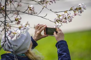 Nepaisydama susirūpinimo dėl COVID-19, Japonija mėgaujasi sakurų žydėjimu