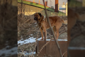 Vilniuje su užveržta grandine ant kaklo, be maisto, vandens ir pastogės šunį laikiusiai moteriai – bauda